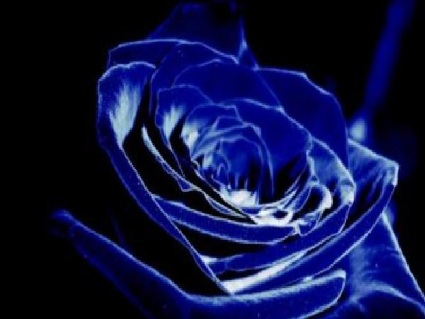蓝色玫瑰的花语是什么意思