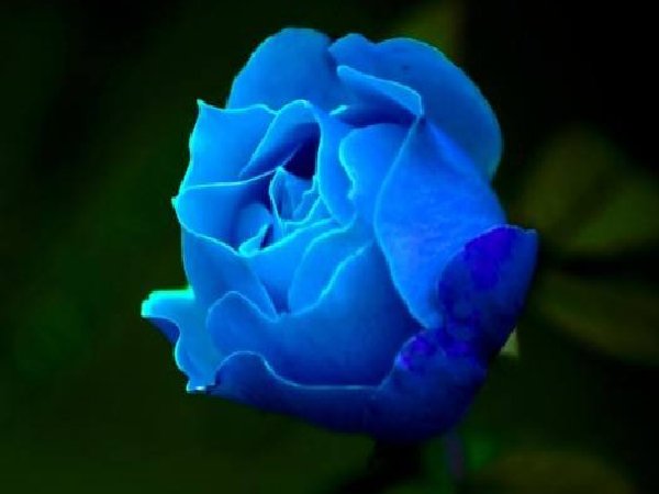 蓝色玫瑰的花语是什么意思