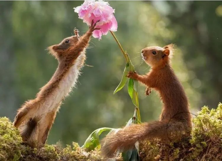 松鼠为什么要啃树皮？