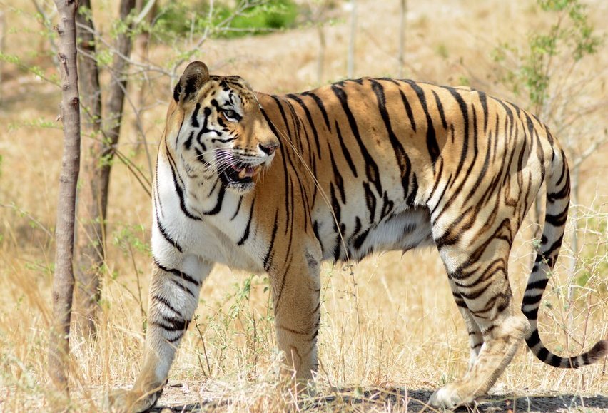 麻醉人员讲述围捕东北虎细节,具体细节怎么样的?