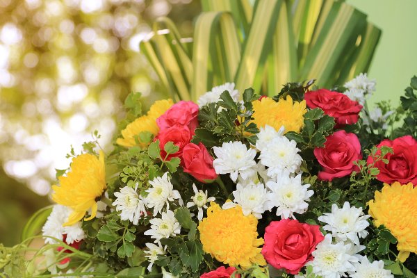 鲜花开放的优美语句