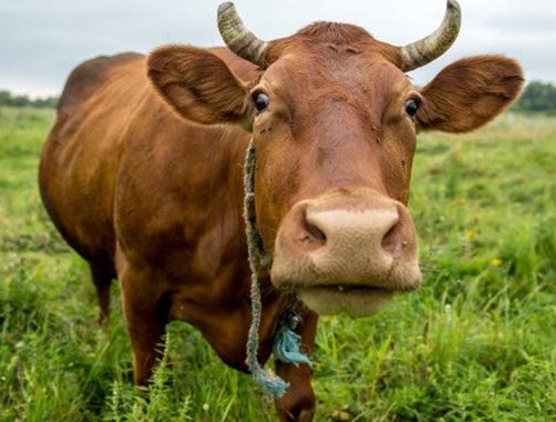 印度微型牛濒临灭绝，这是什么原因导致的？