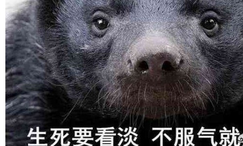 生死看淡，不服就干。是什么意思？