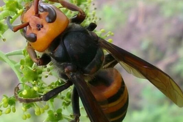 哪些蜜蜂最毒？