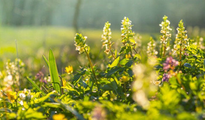 草长莺飞是哪个季节