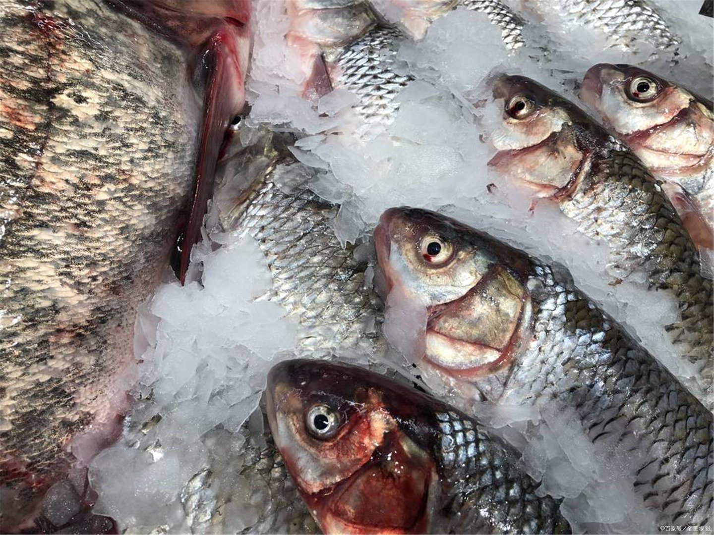 传说中亚马逊森林里的食人鱼,真的会吃人吗?