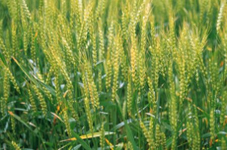 娄成后的植物体内的物质运输