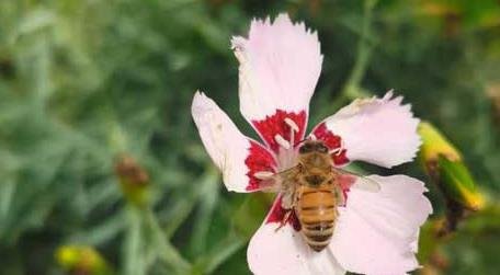 打死一只蜜蜂会报复吗 打死蜜蜂会不会报复