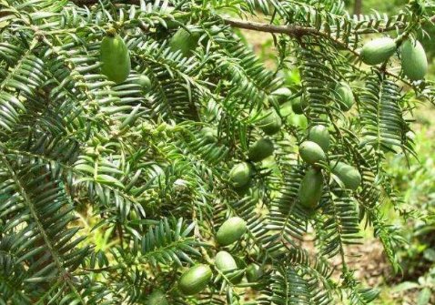 杉树都有哪些品种，分别有哪些特点？