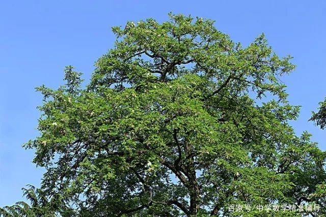 农村的谚语“门前一颗槐，不挣自己来”，有没有道理？