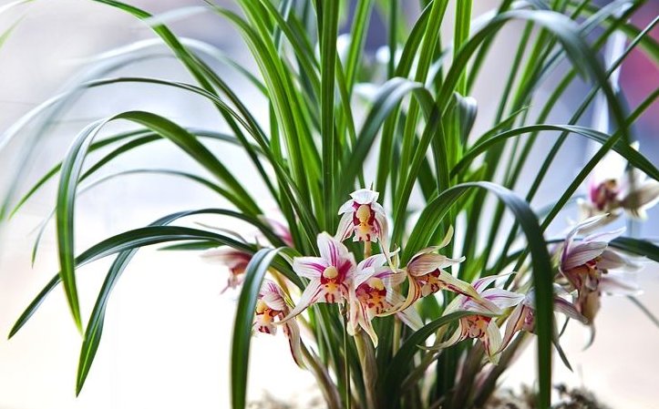 兰花几月开花？