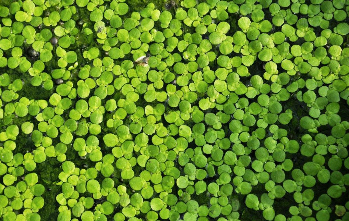 风起于青萍之末中的青萍之末是什么意思？