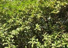 最后一个字是的桂四字成语有那些