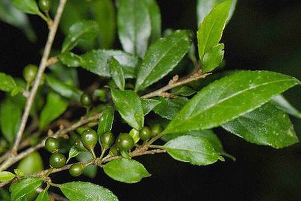 在辽宁地区野生的俗名老过眼的是什么树