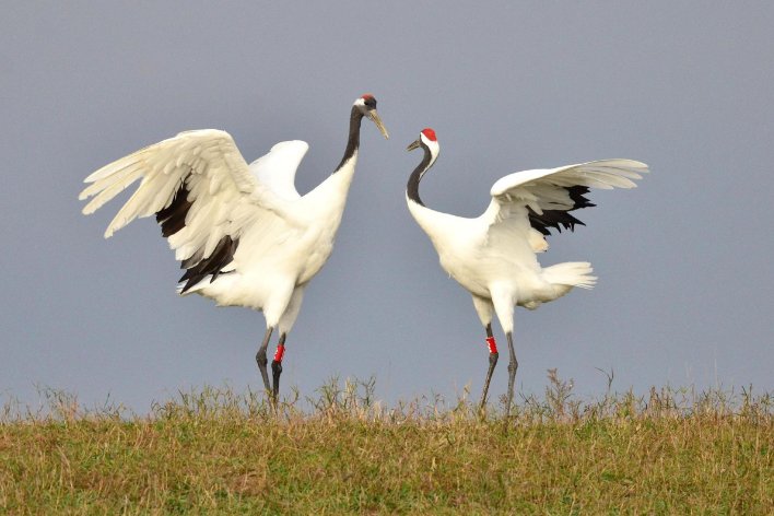 鹤的拼音和组词怎么写