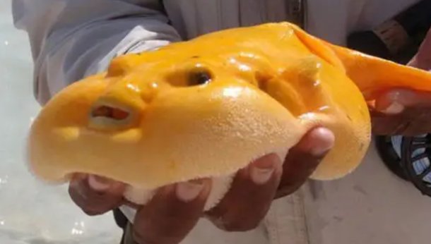 千奇百怪造句怎么造句