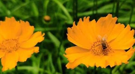 打死一只蜜蜂会报复吗 打死蜜蜂会不会报复