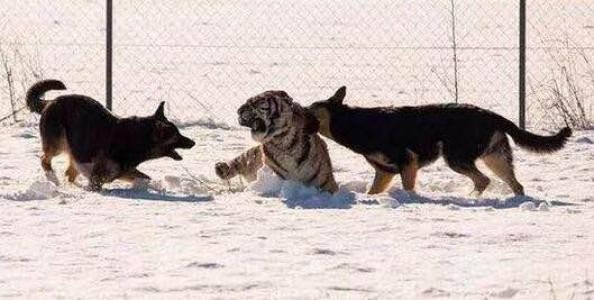 成语虎入羊群被犬欺什么意思？