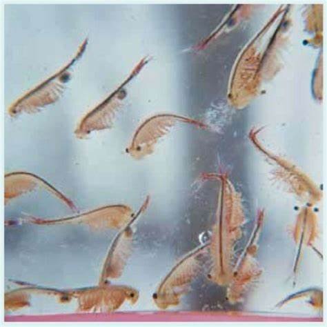 枝额虫是什么？