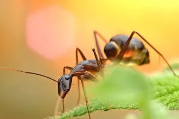 成语和光同尘 蚂蚁庄园