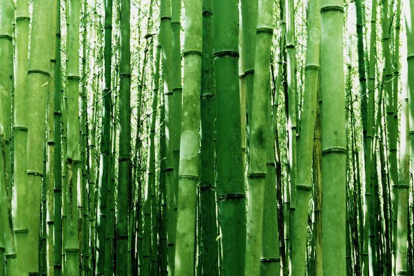 历史上,成语胸有成竹主要讲的人物是谁,最终结局如何?