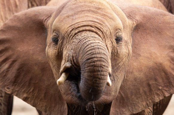 象的拼音怎么写