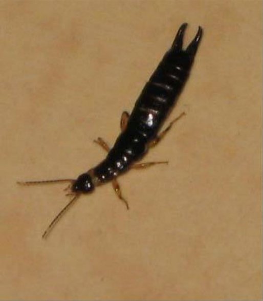 家中最近发现有爬虫，请教一下这是什么虫子？什么药可以清除？如何防治？