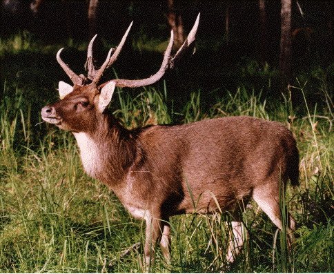 鬣鹿的亚种分化