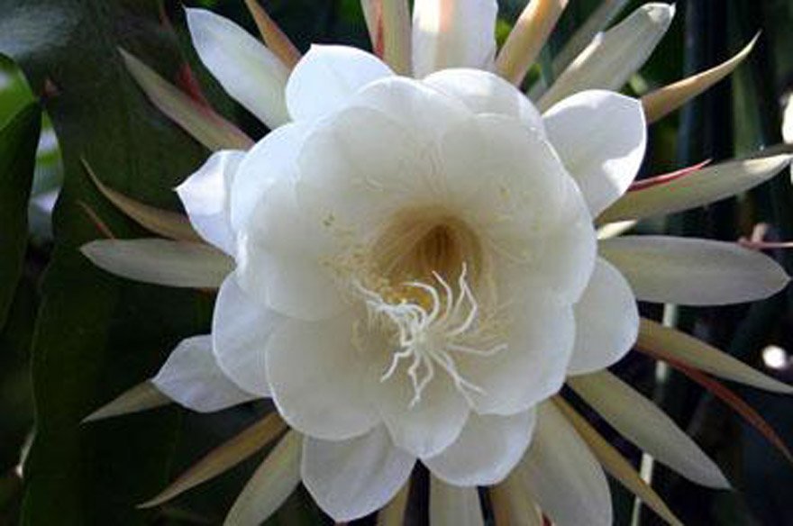 天雨曼陀罗花的介绍