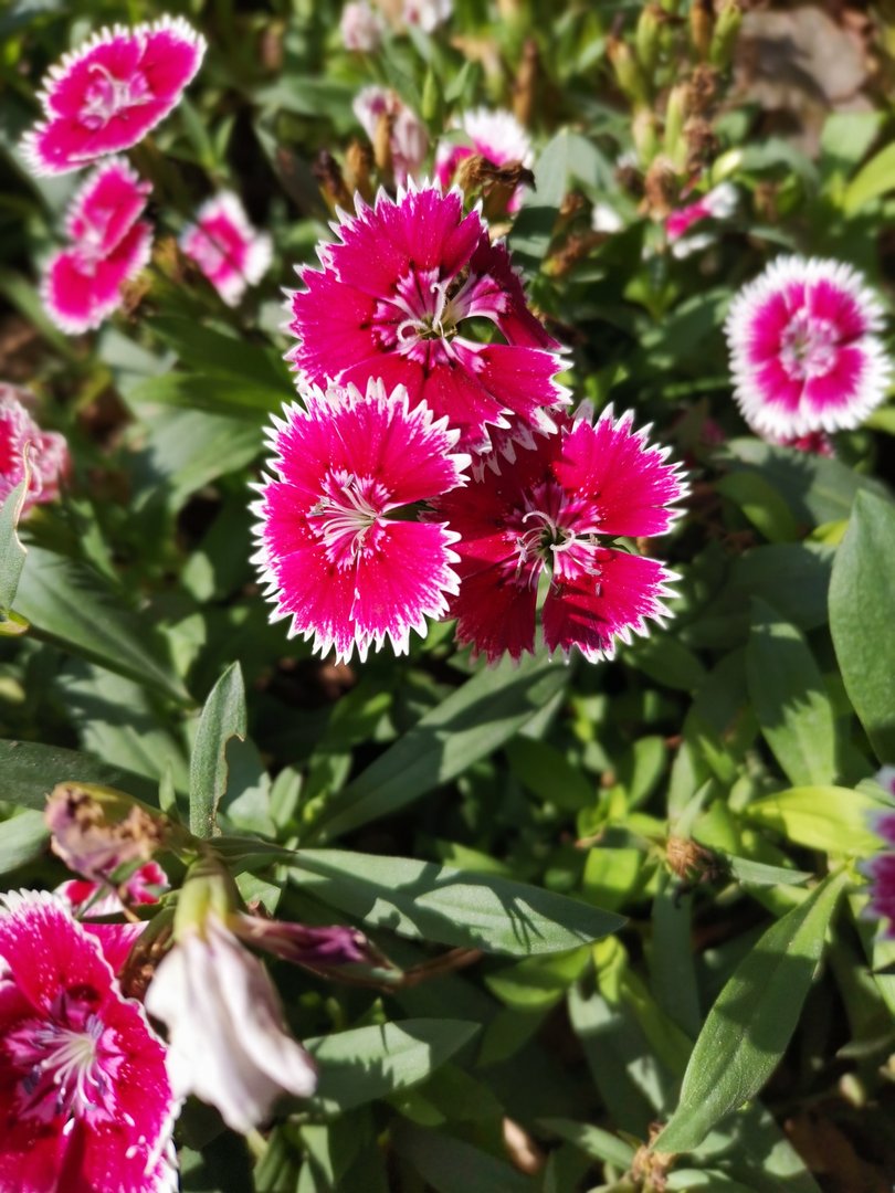 中国人寿咨询电话是多少