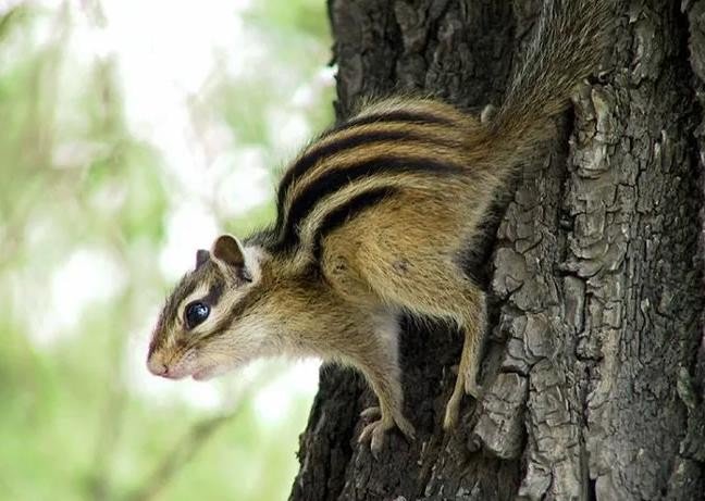 大家好， 这是什么动物？我刚捉的会不会犯法啊？