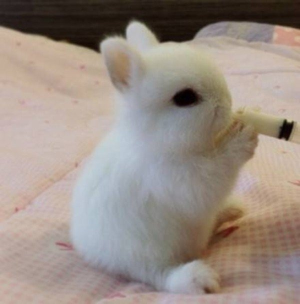 小兔子可以喝牛奶吗