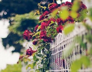 “岁月静好，现世安稳”的意思，谁能解释一下？