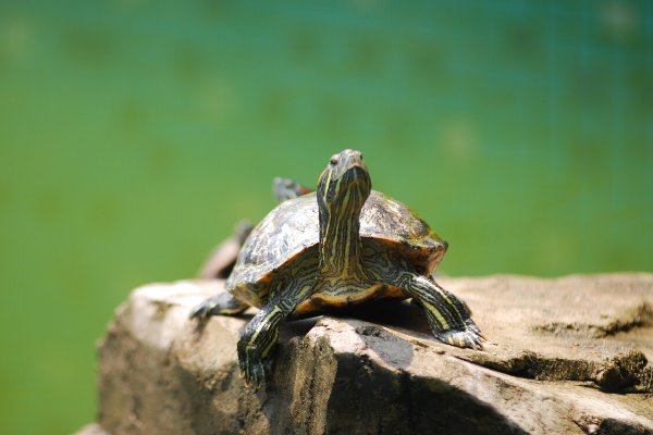 绿壳小乌龟怎样养护？