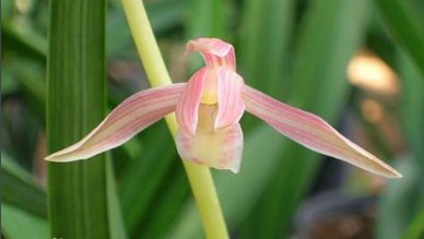 兰花几月开花？