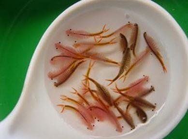 枝额虫是什么？