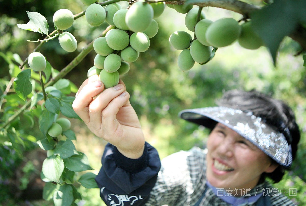梅子熟了是啥意思？