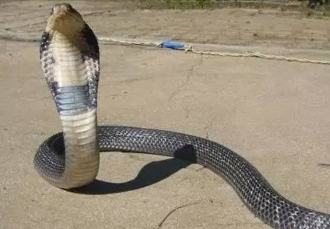 眼镜王蛇最怕什么蛇