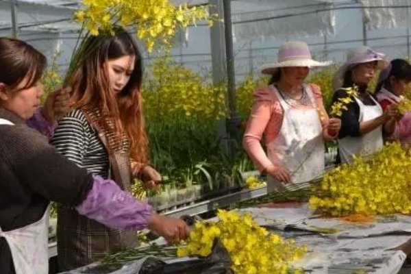 花卉生产与花艺的就业方向有哪些