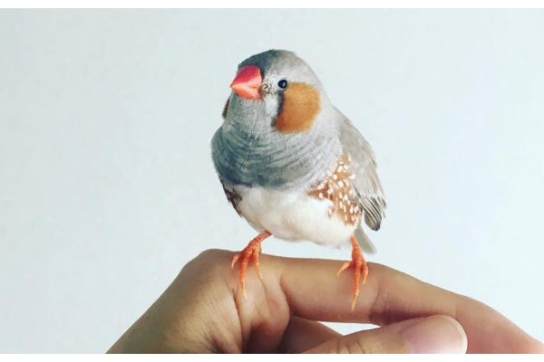 珍珠鸟是什么鸟?