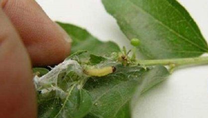 枣粘虫很严重,我们应该怎么解决?