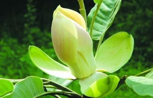 单子叶植物与双子叶植物有哪些区别？