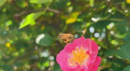 打死一只蜜蜂会报复吗 打死蜜蜂会不会报复