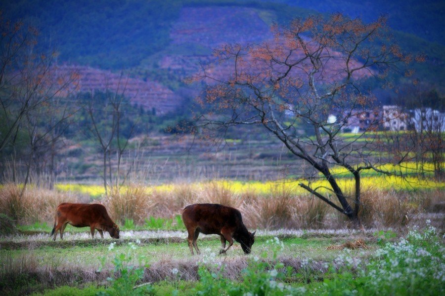 人勤春来早 接下句
