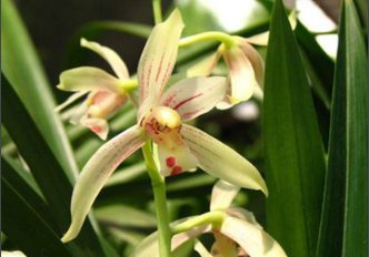 兰花几月开花？