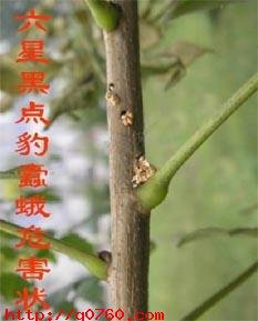 小线角木蠹蛾的防治方法