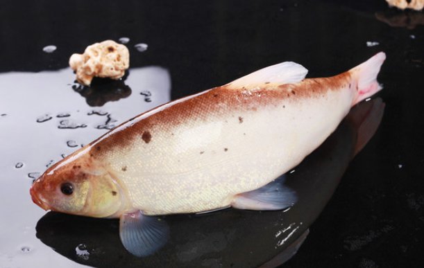 黄金桂鱼是什么鱼