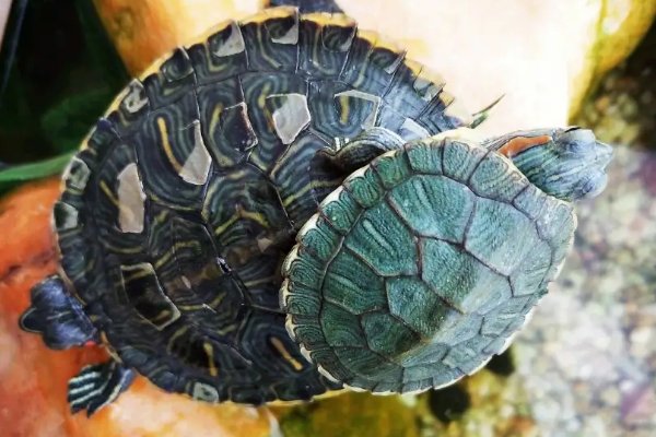 绿壳小乌龟怎样养护？