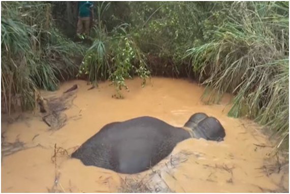 泥潭的意思和读音