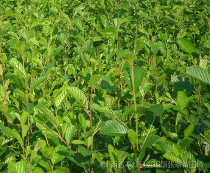 江南桤木的介绍